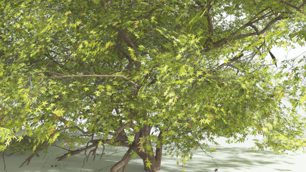 EVERYPlant Japanese Maple 1 --18 Models--