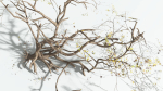 EVERYPlant Japanese Maple 1 --18 Models--