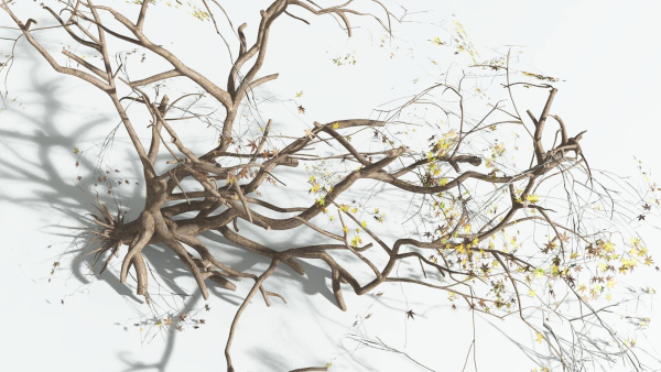 EVERYPlant Japanese Maple 1 --18 Models--