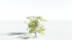 EVERYPlant Japanese Maple 1 --18 Models--
