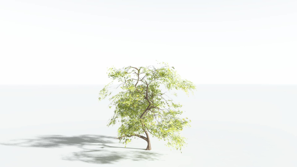 EVERYPlant Japanese Maple 1 --18 Models--