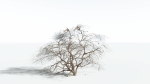 EVERYPlant Japanese Maple 1 --18 Models--