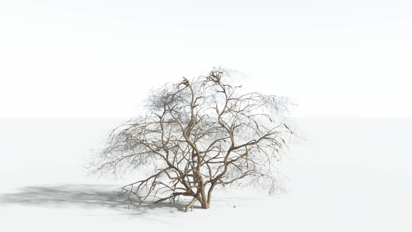 EVERYPlant Japanese Maple 1 --18 Models--