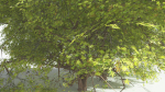 EVERYPlant Japanese Maple 1 --18 Models--