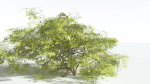 EVERYPlant Japanese Maple 1 --18 Models--