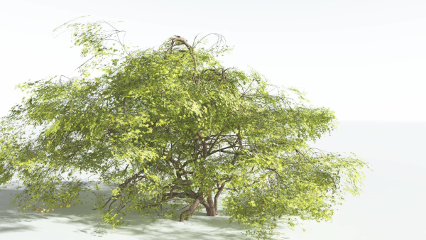 EVERYPlant Japanese Maple 1 --18 Models--