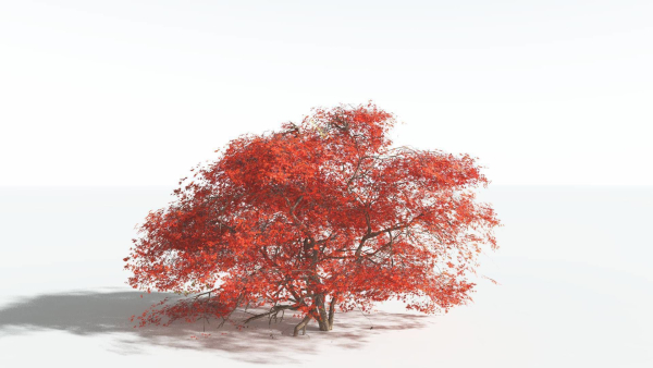 EVERYPlant Japanese Maple 1 --18 Models--