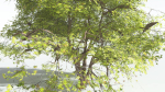 EVERYPlant Japanese Maple 4 --18 Models--