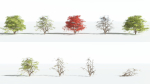EVERYPlant Japanese Maple 4 --18 Models--