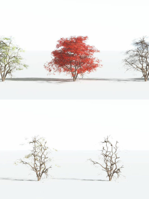 everyplant-japanese-maple-4-18-models-3d-model-145991f0ee
