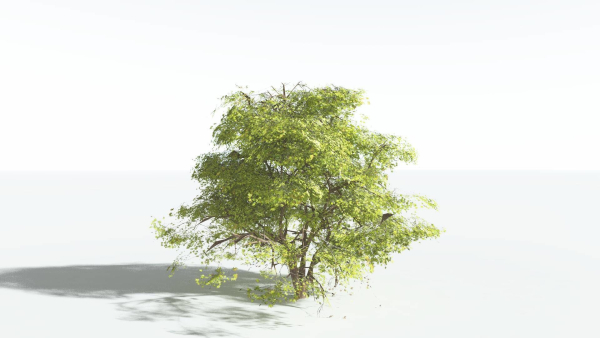 EVERYPlant Japanese Maple 4 --18 Models--