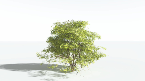 EVERYPlant Japanese Maple 4 --18 Models--