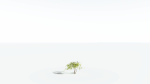 EVERYPlant Japanese Maple 4 --18 Models--