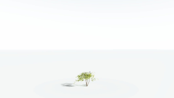 EVERYPlant Japanese Maple 4 --18 Models--
