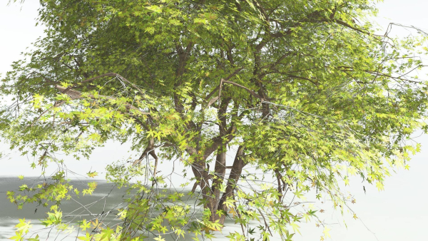 EVERYPlant Japanese Maple 4 --18 Models--