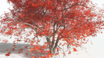 EVERYPlant Japanese Maple 4 --18 Models--