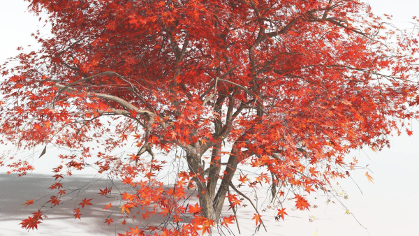 EVERYPlant Japanese Maple 4 --18 Models--