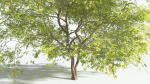 EVERYPlant Japanese Maple 4 --18 Models--