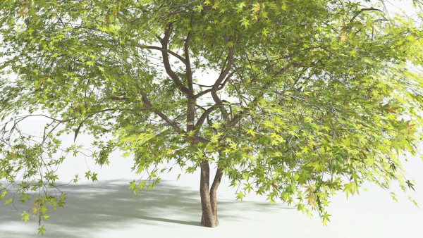 EVERYPlant Japanese Maple 4 --18 Models--