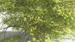 EVERYPlant Japanese Maple 4 --18 Models--