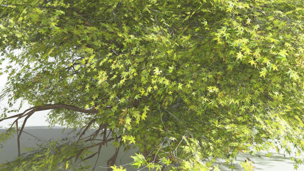 EVERYPlant Japanese Maple 4 --18 Models--