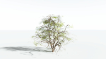 EVERYPlant Japanese Maple 4 --18 Models--