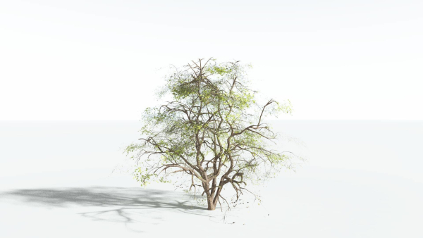 EVERYPlant Japanese Maple 4 --18 Models--
