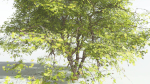 EVERYPlant Japanese Maple 4 --18 Models--