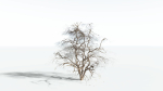 EVERYPlant Japanese Maple 4 --18 Models--