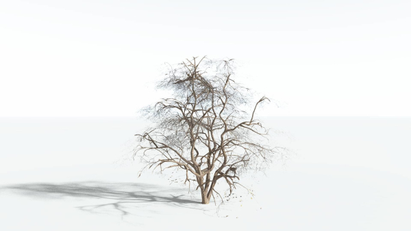 EVERYPlant Japanese Maple 4 --18 Models--