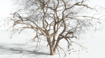 EVERYPlant Japanese Maple 4 --18 Models--
