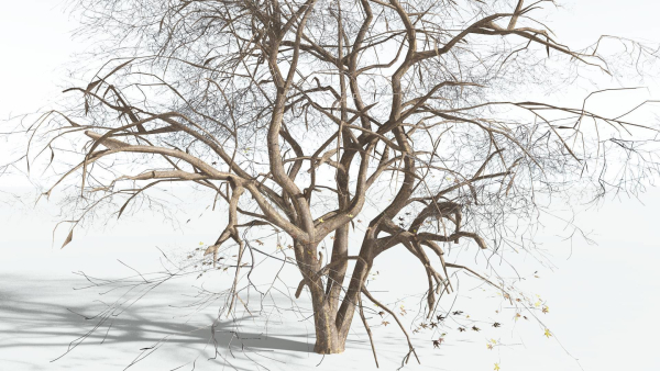 EVERYPlant Japanese Maple 4 --18 Models--