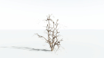 EVERYPlant Japanese Maple 4 --18 Models--