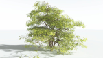 EVERYPlant Japanese Maple 4 --18 Models--