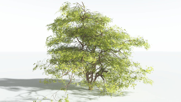 EVERYPlant Japanese Maple 4 --18 Models--