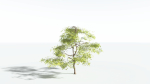 EVERYPlant Japanese Maple 4 --18 Models--