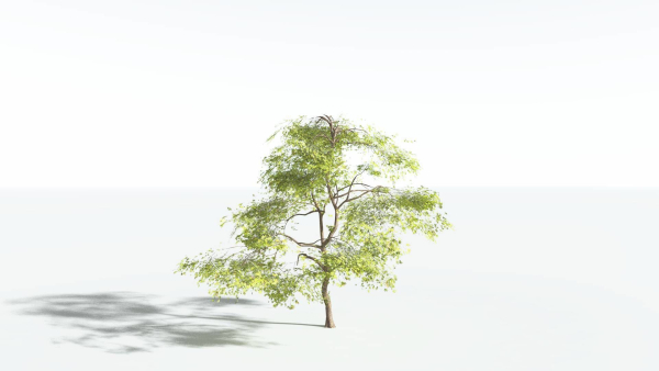 EVERYPlant Japanese Maple 4 --18 Models--