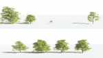 EVERYPlant Japanese Maple 4 --18 Models--