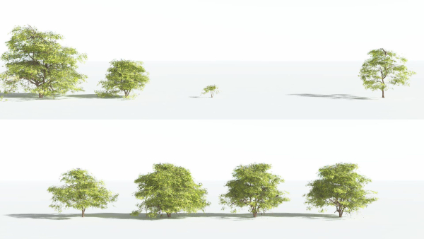 EVERYPlant Japanese Maple 4 --18 Models--