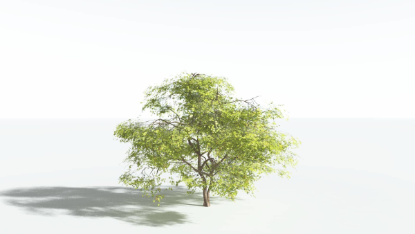 EVERYPlant Japanese Maple 4 --18 Models--