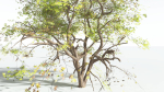 EVERYPlant Japanese Maple 4 --18 Models--