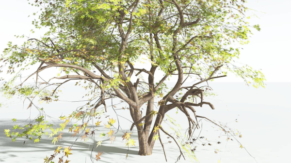 EVERYPlant Japanese Maple 4 --18 Models--