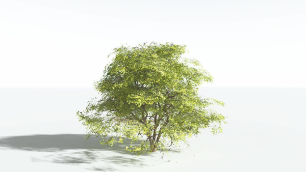 EVERYPlant Japanese Maple 4 --18 Models--