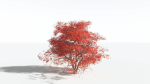 EVERYPlant Japanese Maple 4 --18 Models--