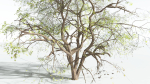 EVERYPlant Japanese Maple 4 --18 Models--