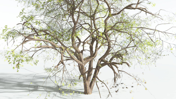 EVERYPlant Japanese Maple 4 --18 Models--