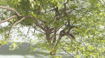 EVERYPlant Japanese Maple 4 --18 Models--