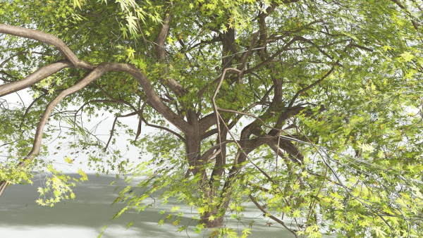 EVERYPlant Japanese Maple 4 --18 Models--