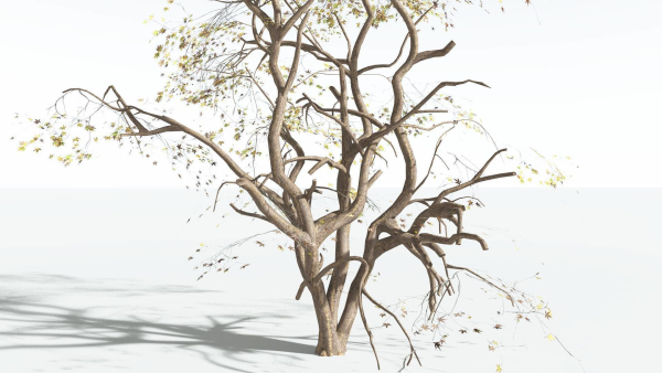 EVERYPlant Japanese Maple 4 --18 Models--