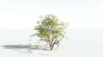 EVERYPlant Japanese Maple 4 --18 Models--